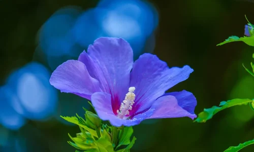 Plants for the garden – The hibiscus